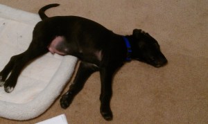 Macduff, Thane of Fife